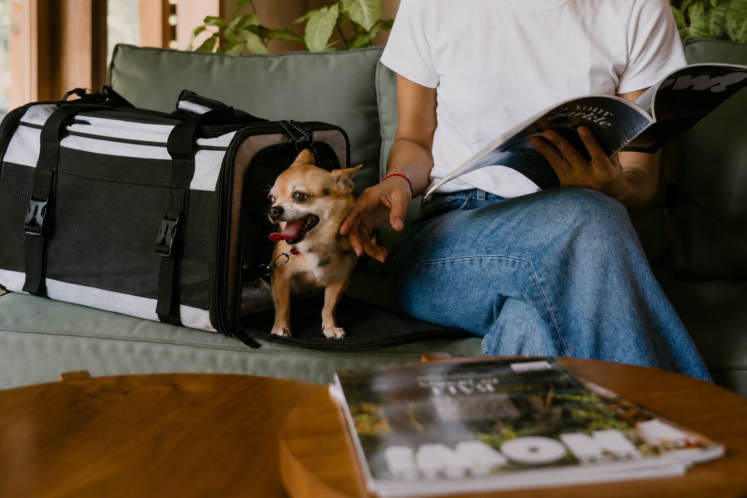 Chihuahua resting in the Dr. Olsson Scandinavia cabin-size pet carrier on a sofa